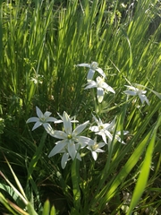 Ornithogalum umbellatum