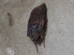 Euxoa velleripennis