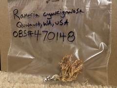 Ramaria cyaneigranosa