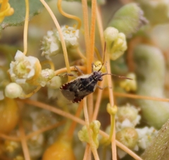 Liorhyssus