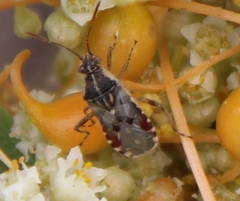 Liorhyssus