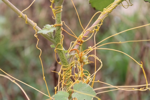 Cuscuta campestris