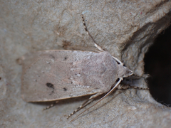 Agrotis vetusta