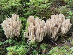 Ramaria concolor