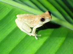 Dendropsophus brevifrons