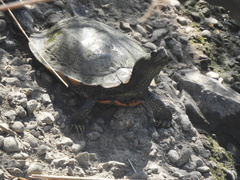 Trachemys scripta elegans