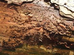 Lithobius variegatus