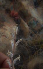 Haworthia nortieri nortieri