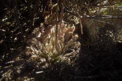 Haworthia nortieri nortieri