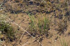 Juncus exsertus