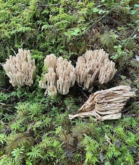 Ramaria concolor