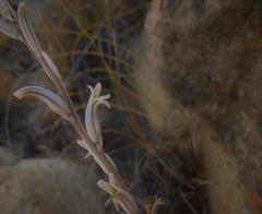 Haworthia nortieri nortieri
