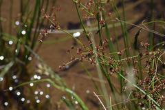 Juncus exsertus
