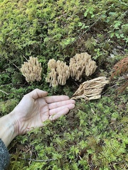 Ramaria concolor