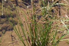 Juncus exsertus