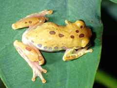 Dendropsophus triangulum