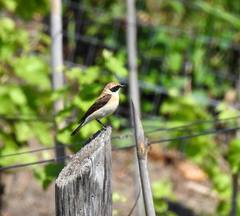 Oenanthe hispanica