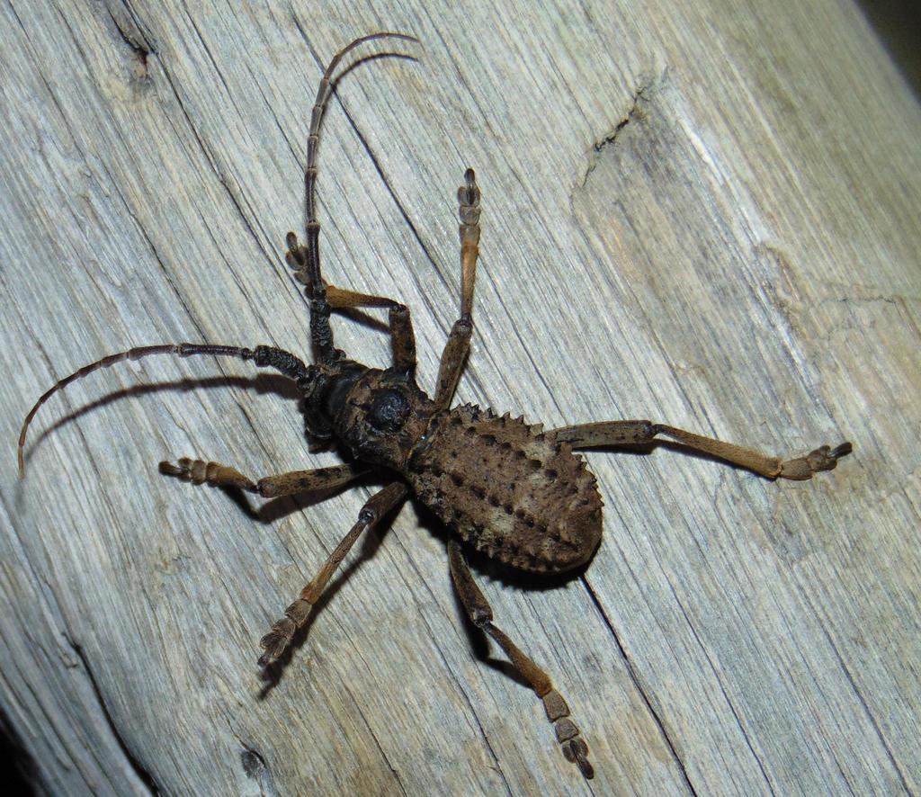 Acanthesthes