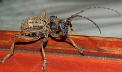 Acanthesthes amycteroides