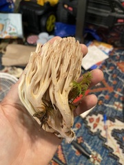 Ramaria concolor