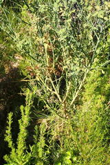 Indigofera filifolia