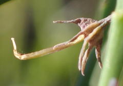Indigofera filifolia