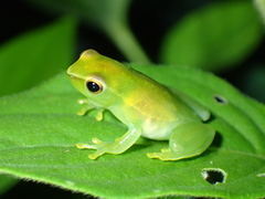 Sphaenorhynchus lacteus