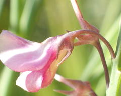 Indigofera filifolia