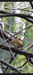 Turdus rufopalliatus