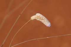 Ptilotus calostachyus