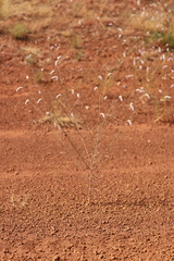 Ptilotus calostachyus