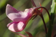 Indigofera filifolia