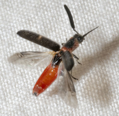 Monophylla terminata