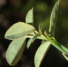 Indigofera filifolia