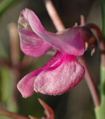 Indigofera filifolia