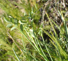 Indigofera filifolia