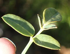 Indigofera filifolia