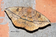 Periga circaustralis