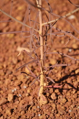 Ptilotus calostachyus