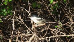 Dryoscopus cubla cubla