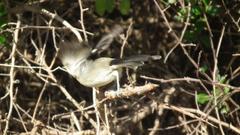 Dryoscopus cubla cubla