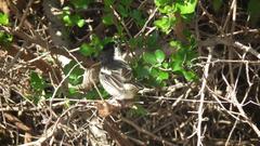 Dryoscopus cubla cubla