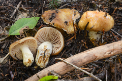 Cortinarius brunneoalbus
