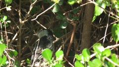 Dryoscopus cubla cubla