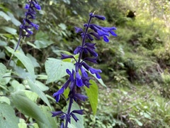 Salvia concolor