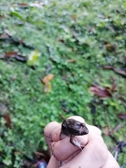 Leptodactylus validus