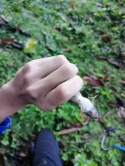 Leptodactylus validus