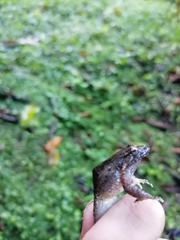 Leptodactylus validus