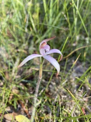 Caladenia hirta