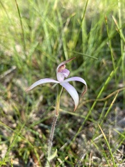 Caladenia hirta